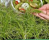 foto: acquista Microgreens - Cipolla invernale - foglie giovani dal gusto eccezionale - semi on-line, miglior prezzo EUR 4,09 nuovo 2024-2023 bestseller, recensione