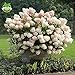 foto 50 semi di vaniglia Fragola ortensia fiori per piantare in vaso o terreno facile da coltivare semi di fiori come bonsai o albero 2024-2023