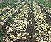 foto Bloom Green Co. 100pcs Giant & amp; I semi di patate viola anti-rughe Nutrizione verde vegetale per il giardino domestico di semina di piante di patate giardino rare: 11 2024-2023