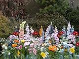 foto: acquista 30 varietà e 2500 semi per giardino, parco, giardinaggio, tappeto di fiori on-line, miglior prezzo EUR 18,95 nuovo 2024-2023 bestseller, recensione