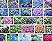 foto 100 / bag semi raro fiore semi Anthurium Andraeanu, balcone in vaso, semi di fiore per il giardino di casa fai da te 2024-2023