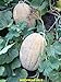 foto 35-40 Fioriere Jumbo semi di melone/melone. Premium USA semi. Heirloom. 2024-2023