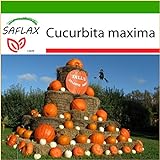 foto: acquista SAFLAX - Zucca gigante - 7 semi - Con substrato - Cucurbita maxima on-line, miglior prezzo EUR 4,45 nuovo 2024-2023 bestseller, recensione