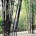 foto Bluelover Piante da Giardino 100Pcs Bambù Nero Semi Cortile Phyllostachys Nigra 2024-2023