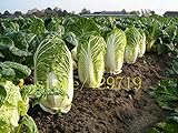 foto: acquista 500 semi di cavolo cinese cavolo NO-OGM Semi di ortaggi Bok choi Brassica pekinensis piante per giardino di casa on-line, miglior prezzo EUR 10,99 nuovo 2024-2023 bestseller, recensione