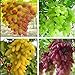 foto , Anziani Cortile Piante, semi delizioso frutto, Gold Finger 100pcs semi d'uva 49% 2024-2023