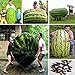 foto 30 / bag semi gigante anguria, sapore dolce verdure e semi di frutta molto giganti deliziosa 2024-2023