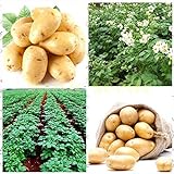 foto: acquista Shoopy Star 200 pz semi di patate bonsai decorazione DELICIOUS semi di ortaggi verdi OMG fai da te pla on-line, miglior prezzo  nuovo 2024-2023 bestseller, recensione