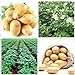 foto Shoopy Star 200 pz semi di patate bonsai decorazione DELICIOUS semi di ortaggi verdi OMG fai da te pla 2024-2023