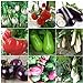 foto Plentree Green Eggplant 30 semi: Heirloom Orto Melanzana semi non OGM Seeds Bianco sopravvivenza organici 2024-2023