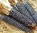 foto Go Garden 10 - Semi: Rio Grande Blu Corn Seeds - varietÃ  di mais blu dal Rio Grande Pueblos 2024-2023