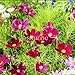 foto Pinkdose Bonsai Primavera Semina Cosmo sanghua compresse per Inviare Fiori fertilizzanti Mare Giardino Paesaggio Fiori Verdi 100pcs (bo Si ju): 1 2024-2023