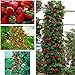 foto gigante rosso scalare fragola Semi di frutta per casa e giardino fai da te rari semi per bonsai - 10pcs / lot 2024-2023