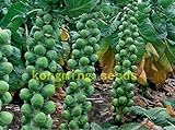 foto: acquista 200 semi di cavolo Pak Choi NON OGM Brassica pekinensis Piante semi di verdure per giardino di casa on-line, miglior prezzo EUR 10,99 nuovo 2024-2023 bestseller, recensione