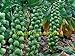 foto 200 semi di cavolo Pak Choi NON OGM Brassica pekinensis Piante semi di verdure per giardino di casa 2024-2023