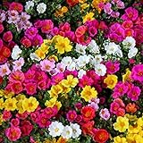 foto: acquista Semi misti di Moss Rose - Portulaca grandiflora on-line, miglior prezzo EUR 2,66 nuovo 2024-2023 bestseller, recensione