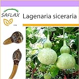 foto: acquista SAFLAX - zucca a bottiglia - 15 semi - Lagenaria siceraria on-line, miglior prezzo EUR 3,75 nuovo 2024-2023 bestseller, recensione
