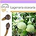 foto SAFLAX - zucca a bottiglia - 15 semi - Lagenaria siceraria 2024-2023