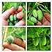 foto 100 PCS rari semi Thumb semi di anguria Bonsai Piante mini anguria Semi per la casa e il giardino non OGM semi commestibili di frutta 2024-2023