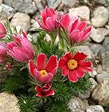 foto: acquista Semi di fiore di Pasqua rossa - Anemone pulsatilla on-line, miglior prezzo EUR 3,44 nuovo 2024-2023 bestseller, recensione