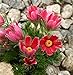 foto Semi di fiore di Pasqua rossa - Anemone pulsatilla 2024-2023