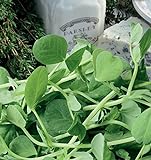foto: acquista Germogli di pisello di zucchero - la parte piu gustosa della pianta - Baby Leaf - semi on-line, miglior prezzo EUR 2,62 nuovo 2024-2023 bestseller, recensione