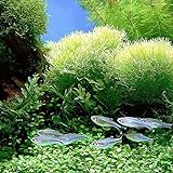 foto: acquista quanjucheer 1000PCS acquario pianta semi misti semi di erba acqua erba subacquea Decor Foreground on-line, miglior prezzo EUR 2,70 nuovo 2024-2023 bestseller, recensione