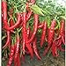 foto 50 pc / sacchetto gigante rossa di peperoncino Spezie piccanti Peperoncino piante Semi Piante giardino di casa 2024-2023