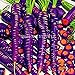 foto 300PCS / bag Drago viola di semi di carota ginseng anti-aging nutriente Bonsai piante Semi per la casa e il giardino 2024-2023