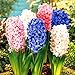 foto 300 pz/borsa semi di Giacinto Perenne semi di fiori rari (non bulbo di giacinto) Holland fiore idroponica per la casa e giardino 2024-2023