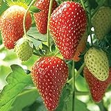 foto: acquista Farmerly Semi di fragola (Fragaria Ananassa) Bright Red Fruit ha un grande sapore 100 semi on-line, miglior prezzo  nuovo 2024-2023 bestseller, recensione
