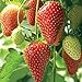 foto Farmerly Semi di fragola (Fragaria Ananassa) Bright Red Fruit ha un grande sapore 100 semi 2024-2023