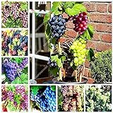 foto: acquista Shoopy Star Multi-Colored: 50 pezzi/bag Miniature Grape Vine Organic seeds arcobaleno semi d'uva Pianta succulenta on-line, miglior prezzo  nuovo 2024-2023 bestseller, recensione
