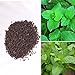 foto BigFamily 1000 pezzi di menta piperita rara semi di erbe menta balsamo foglie di menta viridis 2024-2023