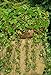 foto Semi di Attila selvatici di fragola - Fragaria vesca 2024-2023