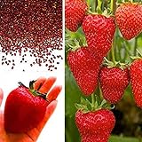 foto: acquista Rosepoem Semi di fragola gigante BIG Red Garden Semi bio fragola on-line, miglior prezzo EUR 9,19 nuovo 2024-2023 bestseller, recensione