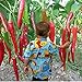 foto 50 semi / pacchetto di verdure semi dieci gigante rossa Nuove Spezie piccanti Peperoncino Semi Piante fino a 50cm 2024-2023