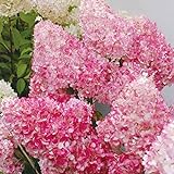 foto: acquista 20pcs / semi Beauty Bag Fragola Ortensia fiori per il giardino domestico Seminare on-line, miglior prezzo EUR 1,33 nuovo 2024-2023 bestseller, recensione