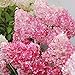 foto 20pcs / semi Beauty Bag Fragola Ortensia fiori per il giardino domestico Seminare 2024-2023
