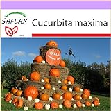 foto: acquista SAFLAX - Zucca gigante - 7 semi - Cucurbita maxima on-line, miglior prezzo EUR 3,75 nuovo 2024-2023 bestseller, recensione