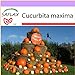 foto SAFLAX - Zucca gigante - 7 semi - Cucurbita maxima 2024-2023