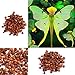 foto Ncient 100 Semi Sementi di Orchidea Phalaenopsis Rare Orchid Flower Seeds Semi di Fiori Rari Pianta Profumati per Orto Giardino Balcone Interni ed Esterni 2024-2023