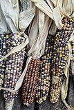 foto: acquista Corn ornamentale, semi di mix di mais ornamentali - Zea mays on-line, miglior prezzo EUR 2,49 nuovo 2024-2023 bestseller, recensione