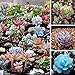 foto Qbisolo Misto 100 Semi Succulente Piante Lithops Pseudotruncatella Semi Cactus e Piante Grasse per Bonsai, Balcone, Casa, Giardino Ornamento 2024-2023