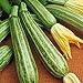 foto Zucchino lungo Fiorentino (Semente) 2024-2023