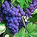 foto Pinkdose 30seds / bag seme fertilizzante frutto di semi d'uva frutta balcone in vaso 5: 5 2024-2023