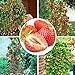 foto 100pcs semi di fragola rampicante fragola semi di piante da frutto giardino domestico 2024-2023