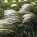 foto Erba di piuma, Semi di erba europea - Stipa pennata 2024-2023