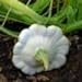 foto Ufo Zucchini Weiß 10 Samen 2024-2023
