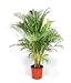 foto Dypsis Lutescens, Areca Palms Palma de Oro de caña de la planta ornamental Semilla - 25 semillas 2024-2023